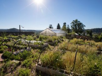 Garden in the Sun