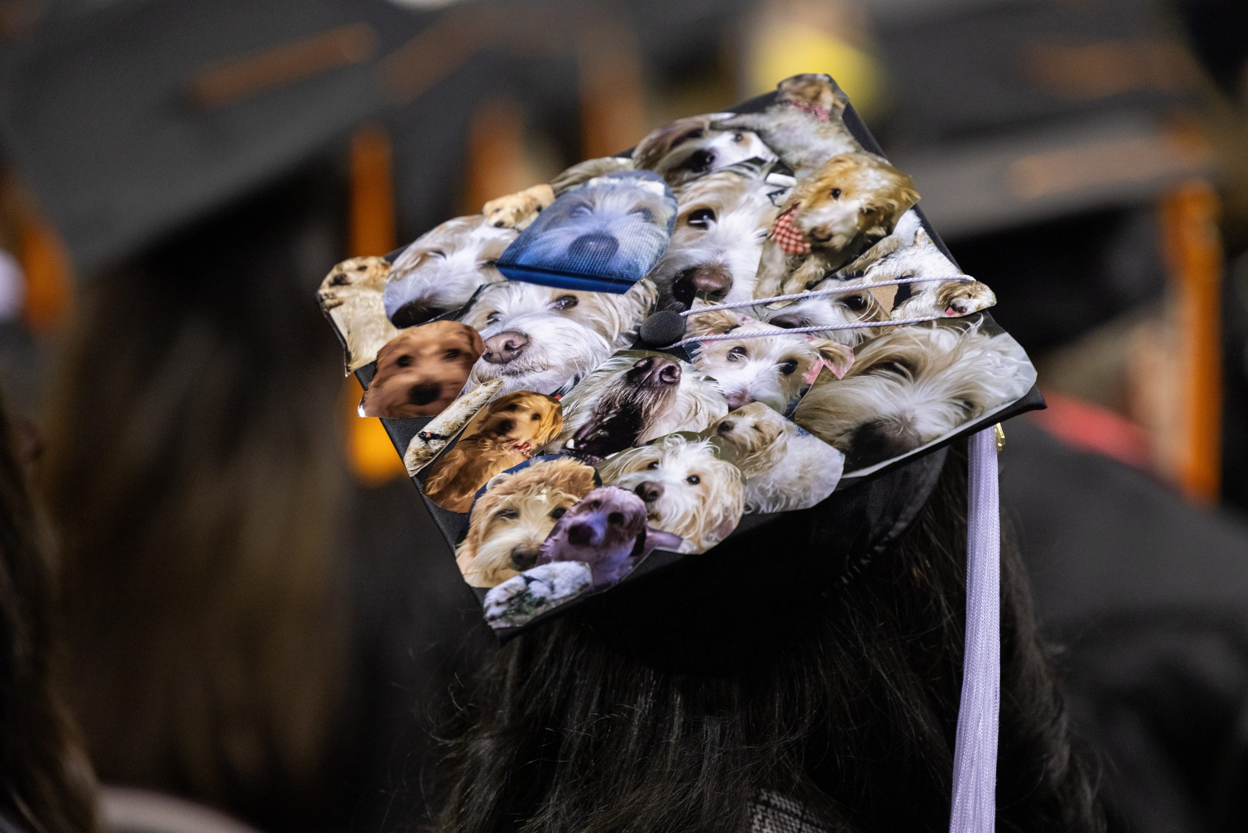 Mortarboard with many photos of a dog.